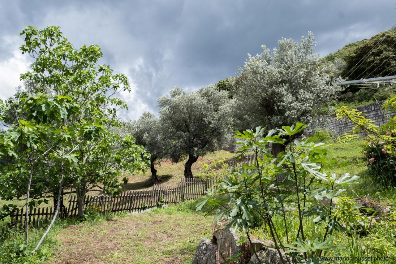 Oliveraie D'Olmiccia Εξωτερικό φωτογραφία