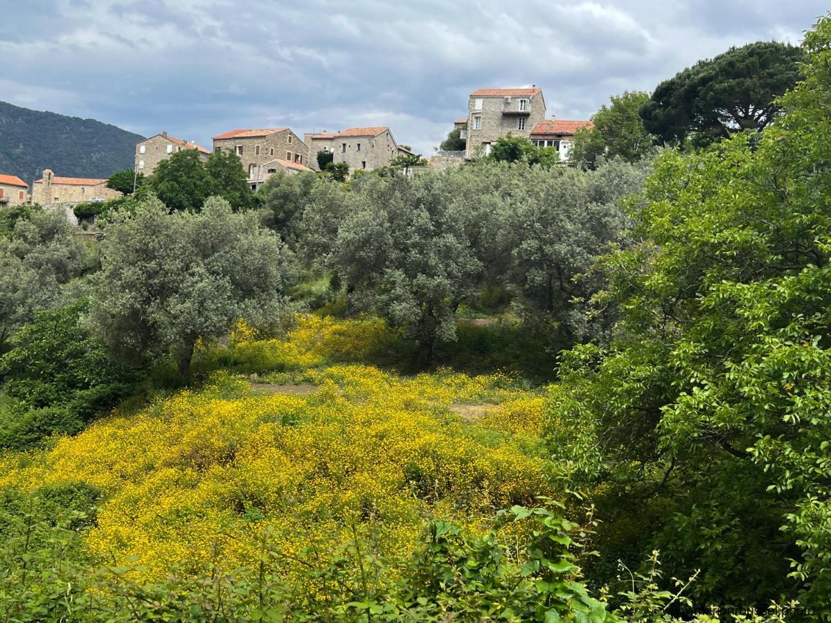 Oliveraie D'Olmiccia Εξωτερικό φωτογραφία