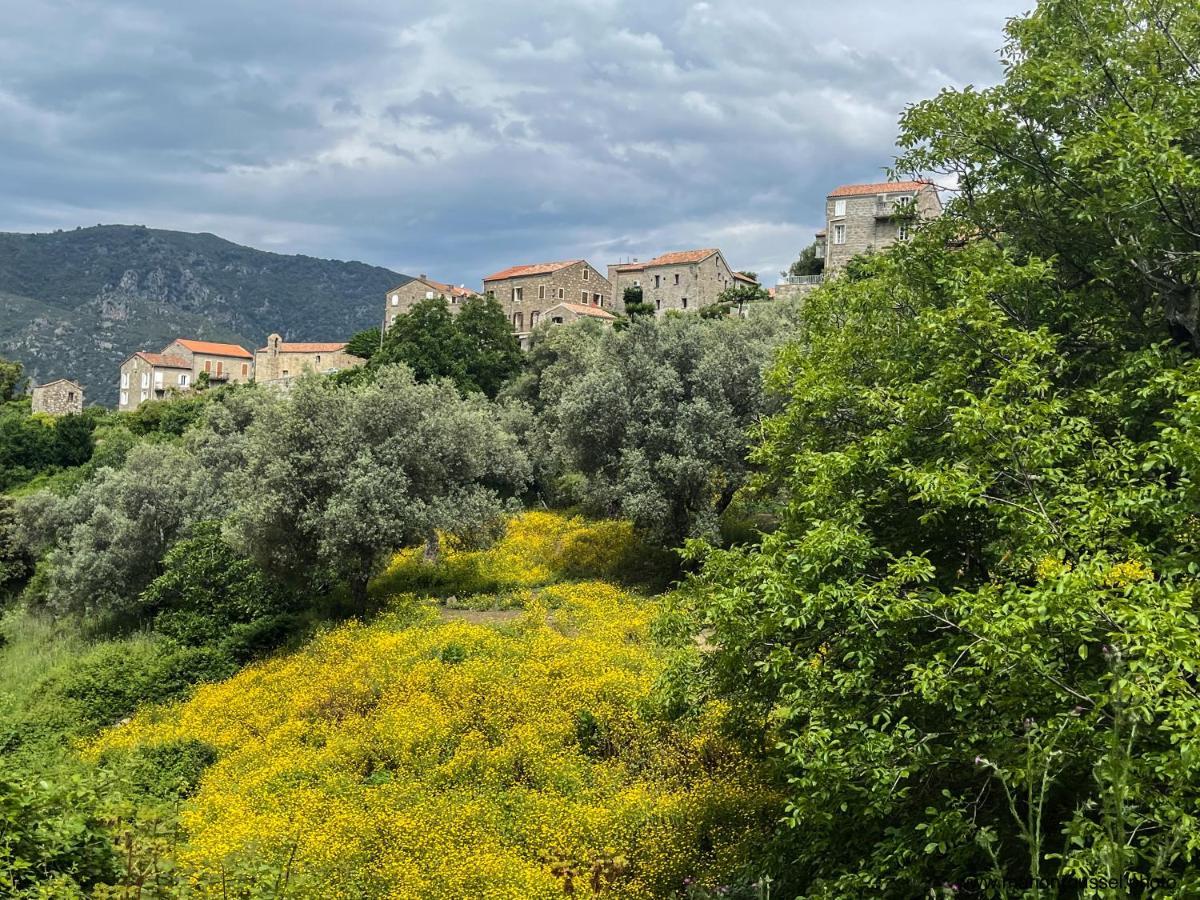 Oliveraie D'Olmiccia Εξωτερικό φωτογραφία
